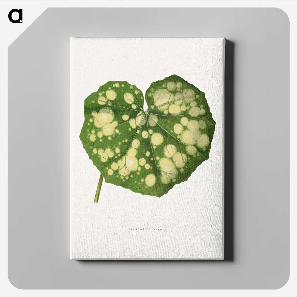 1-44_Plants-with-Colored-Foliage_canvas