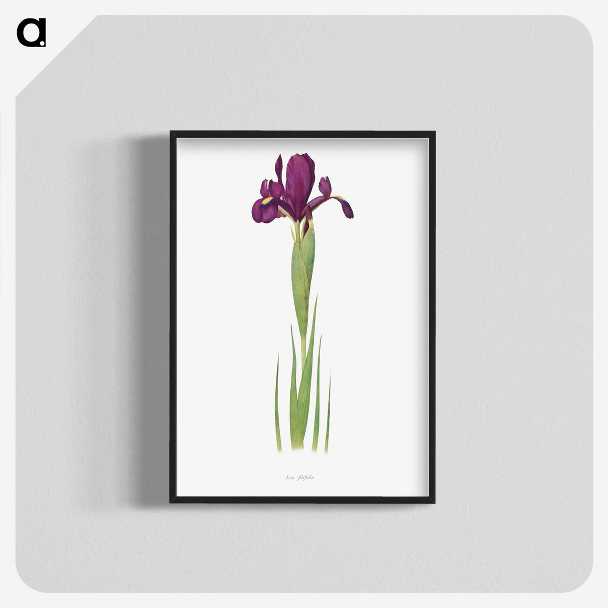1-44_The-Genus-Iris_blk-crop