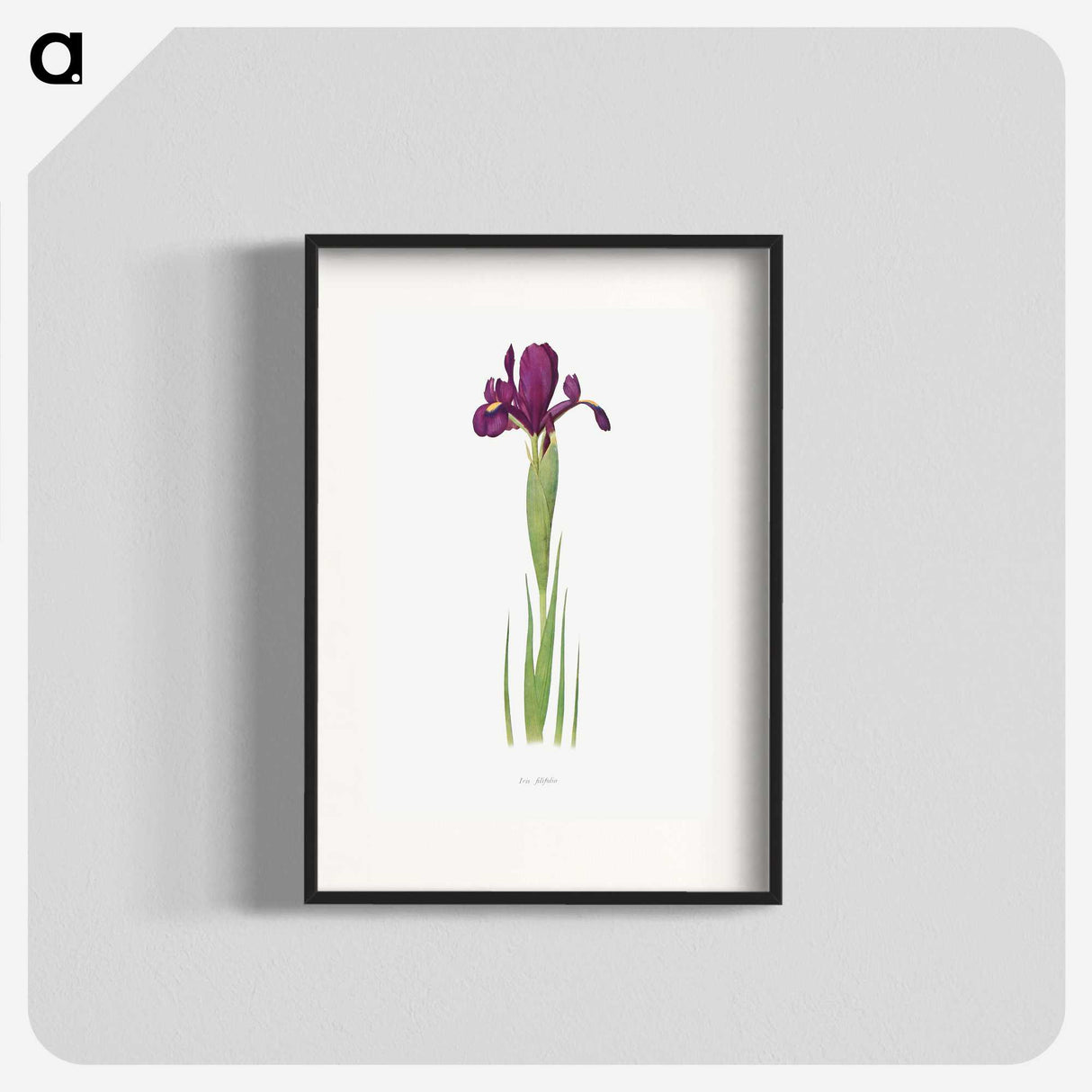 1-44_The-Genus-Iris_blk