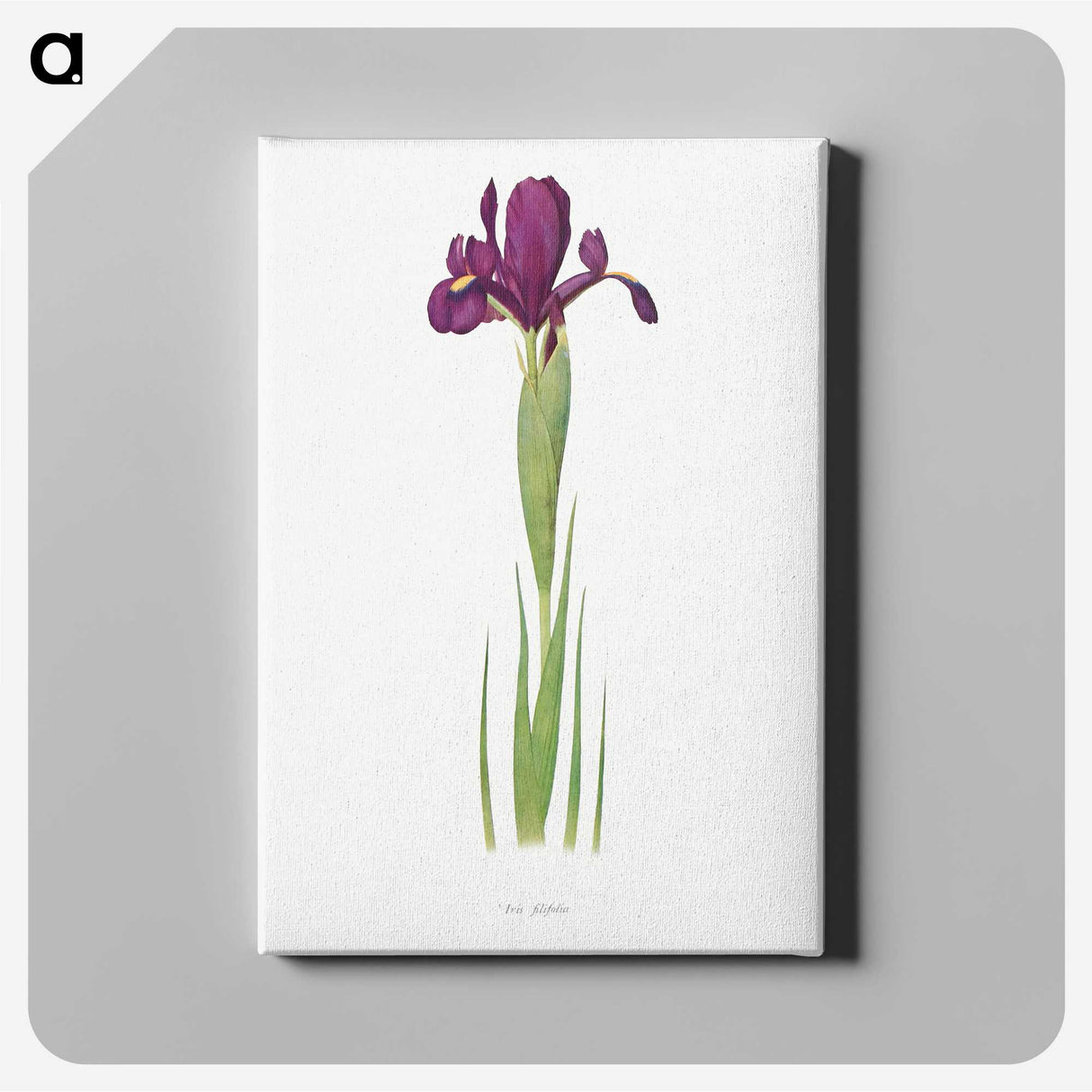 1-44_The-Genus-Iris_canvas