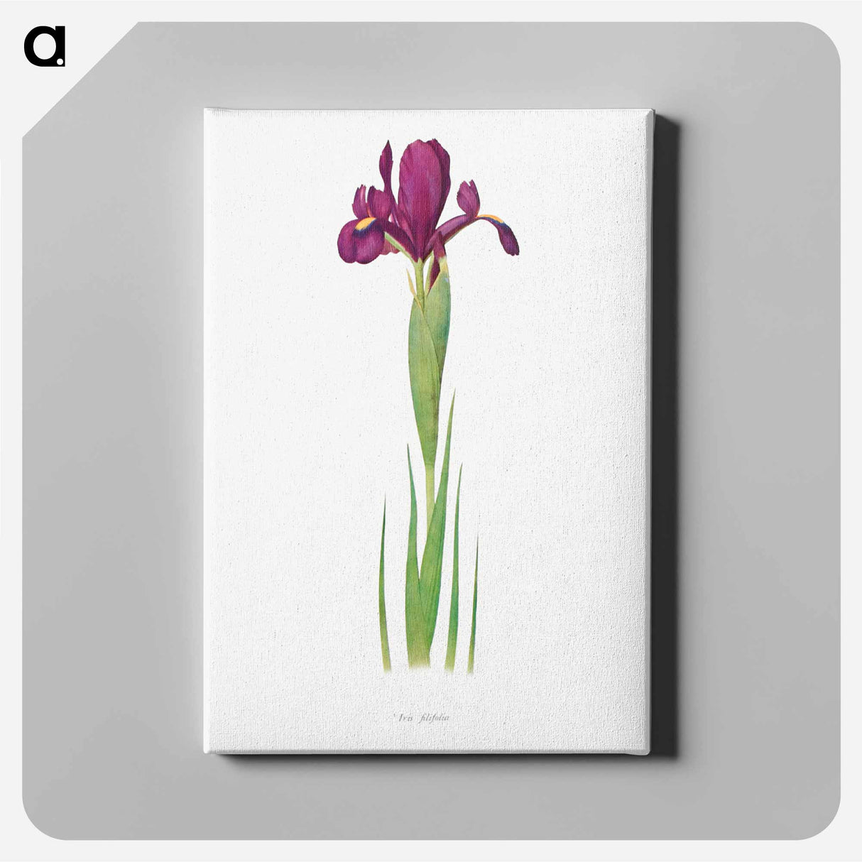 アートパネル-Iris Filifolia from The genus Iris
- アヤメ属 Canvas.