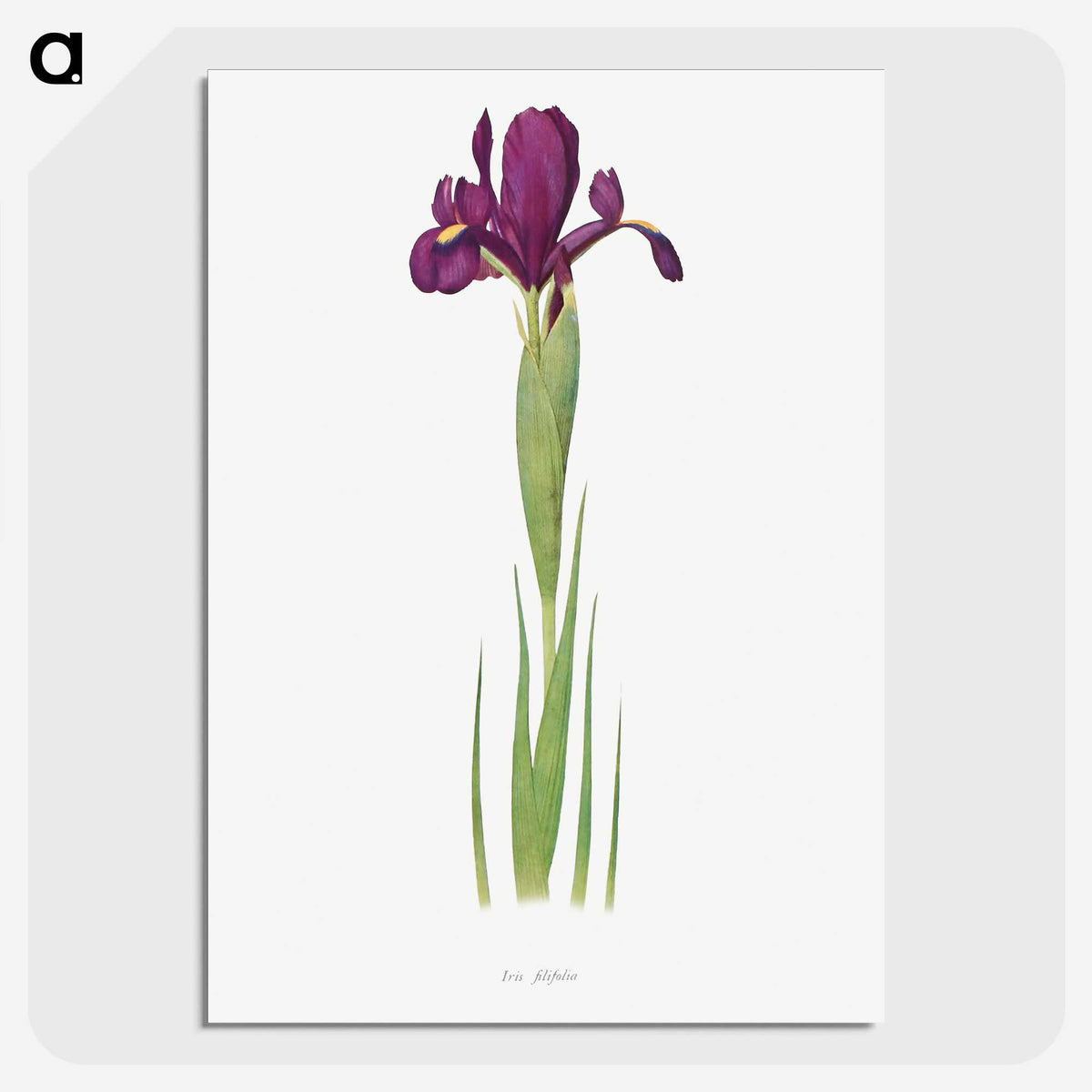 1-44_The-Genus-Iris_picture-crop