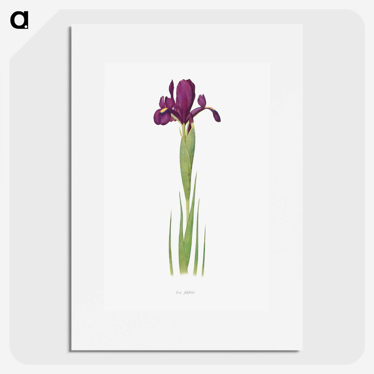1-44_The-Genus-Iris_picture