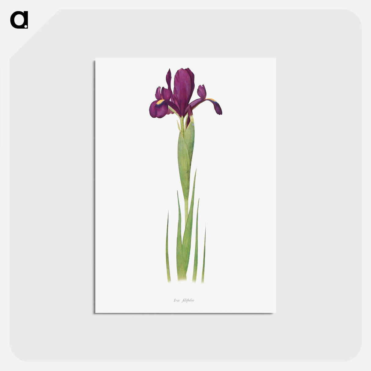 1-44_The-Genus-Iris_postcard