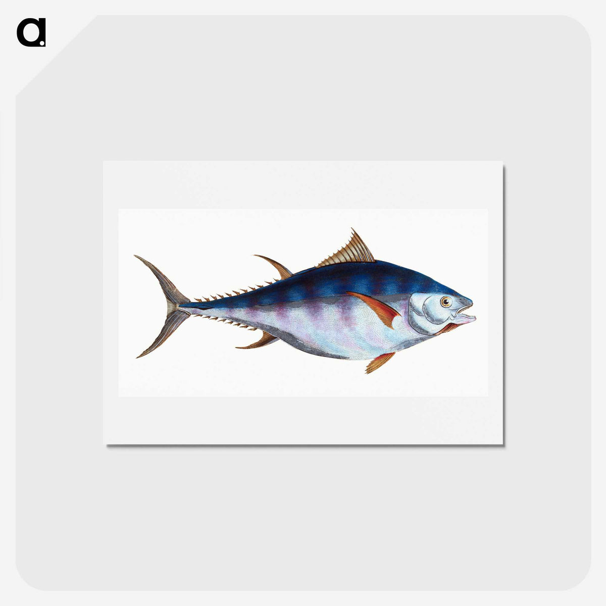 1-44_The-Natural-History-of-British-Fishes_hagaki