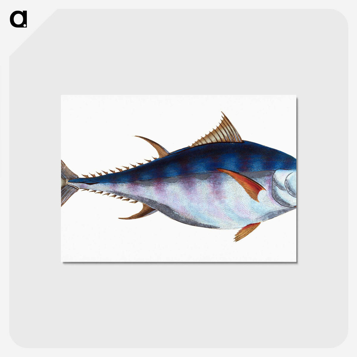 1-44_The-Natural-History-of-British-Fishes_postcard