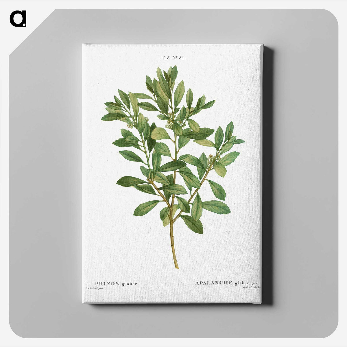 1-44_Treatise-on-Trees-and-Shrubs_canvas