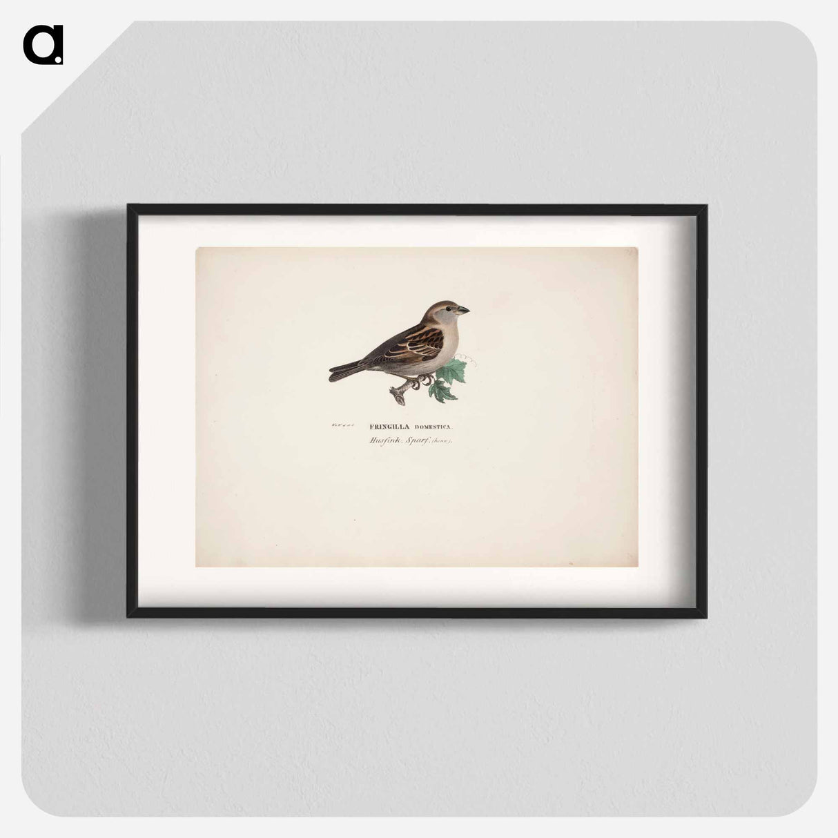 Sparrow, female - ヴィルヘルム フォン ライト Poster.