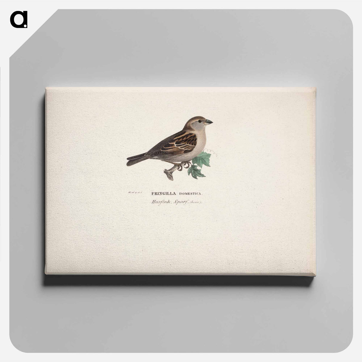 Sparrow, female - Wilhelm von Wright Canvas.