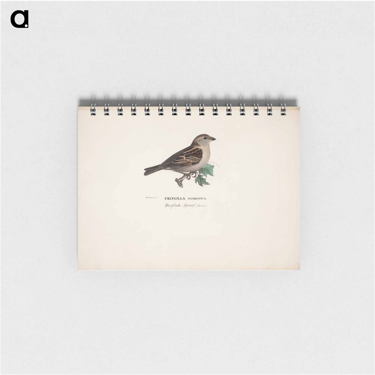 Sparrow, female - ヴィルヘルム フォン ライト Memo.