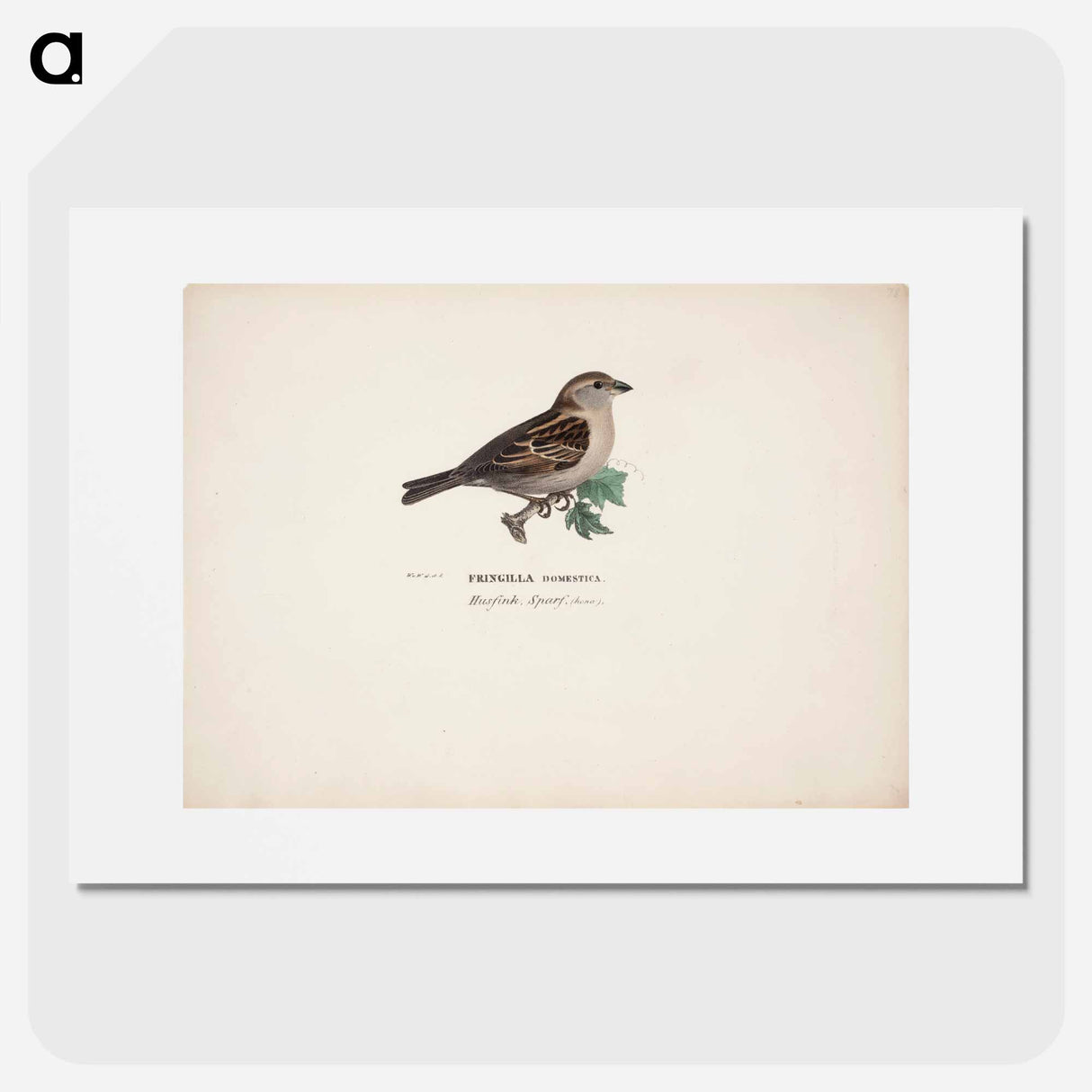 Sparrow, female - ヴィルヘルム フォン ライト Poster.