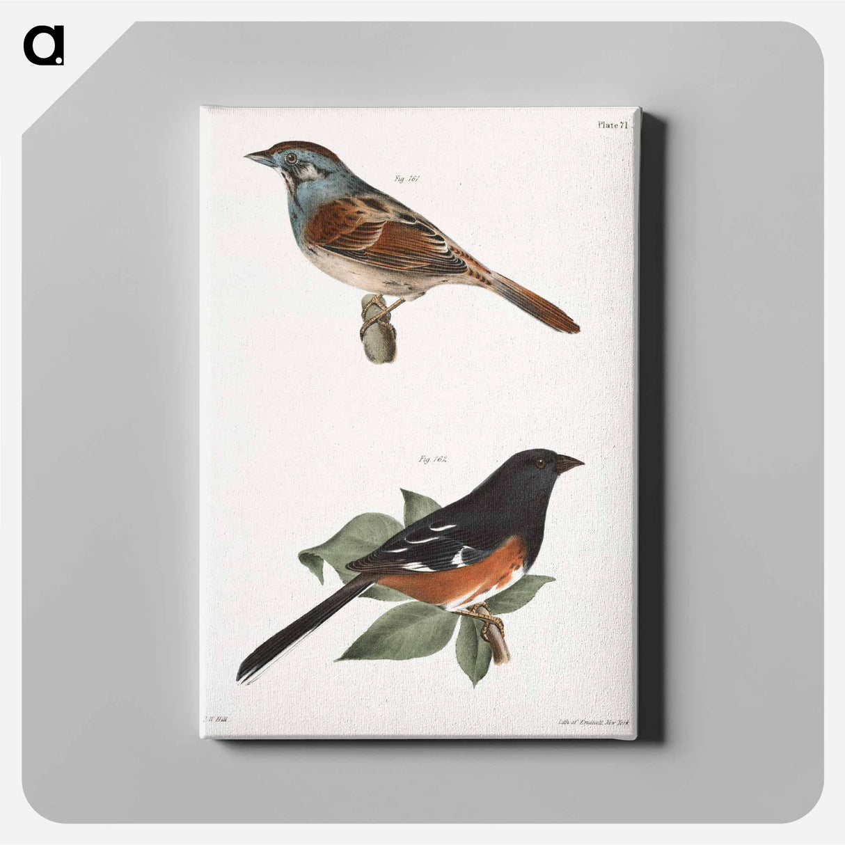 Swamp Finch (Ammodramus palustris) 162. Chewink (Pipilo erythrophthalmus) illustration from Zoology of New York by - ニューヨークの動物学 Canvas.