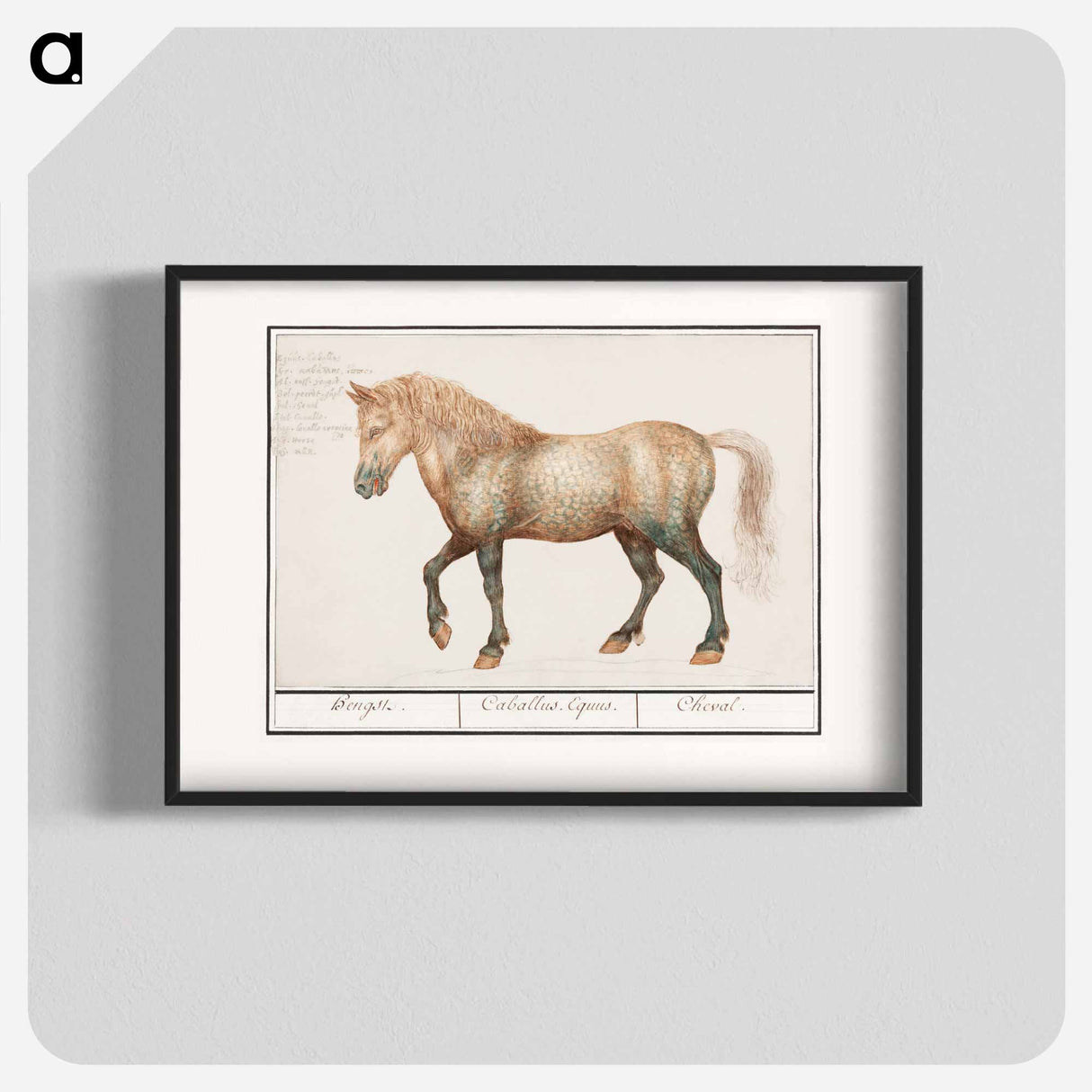 Horse - アンセルムス ボエティウス デ ブート Poster.