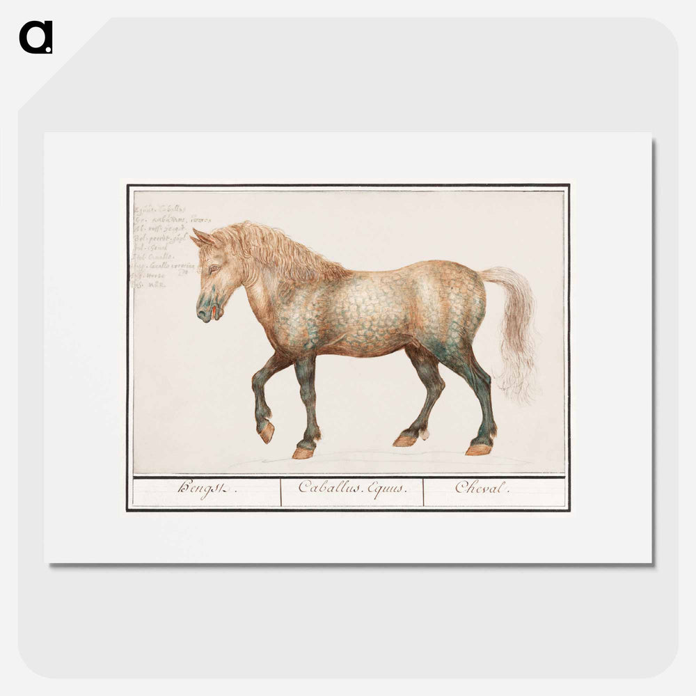 Horse - アンセルムス ボエティウス デ ブート Poster.