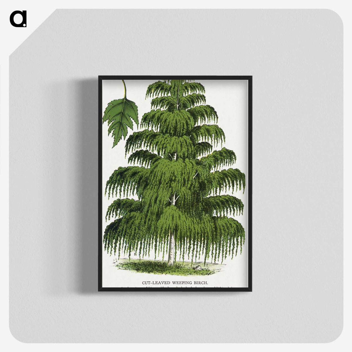1-45_Botanical-Specimen-Plates_blk-crop