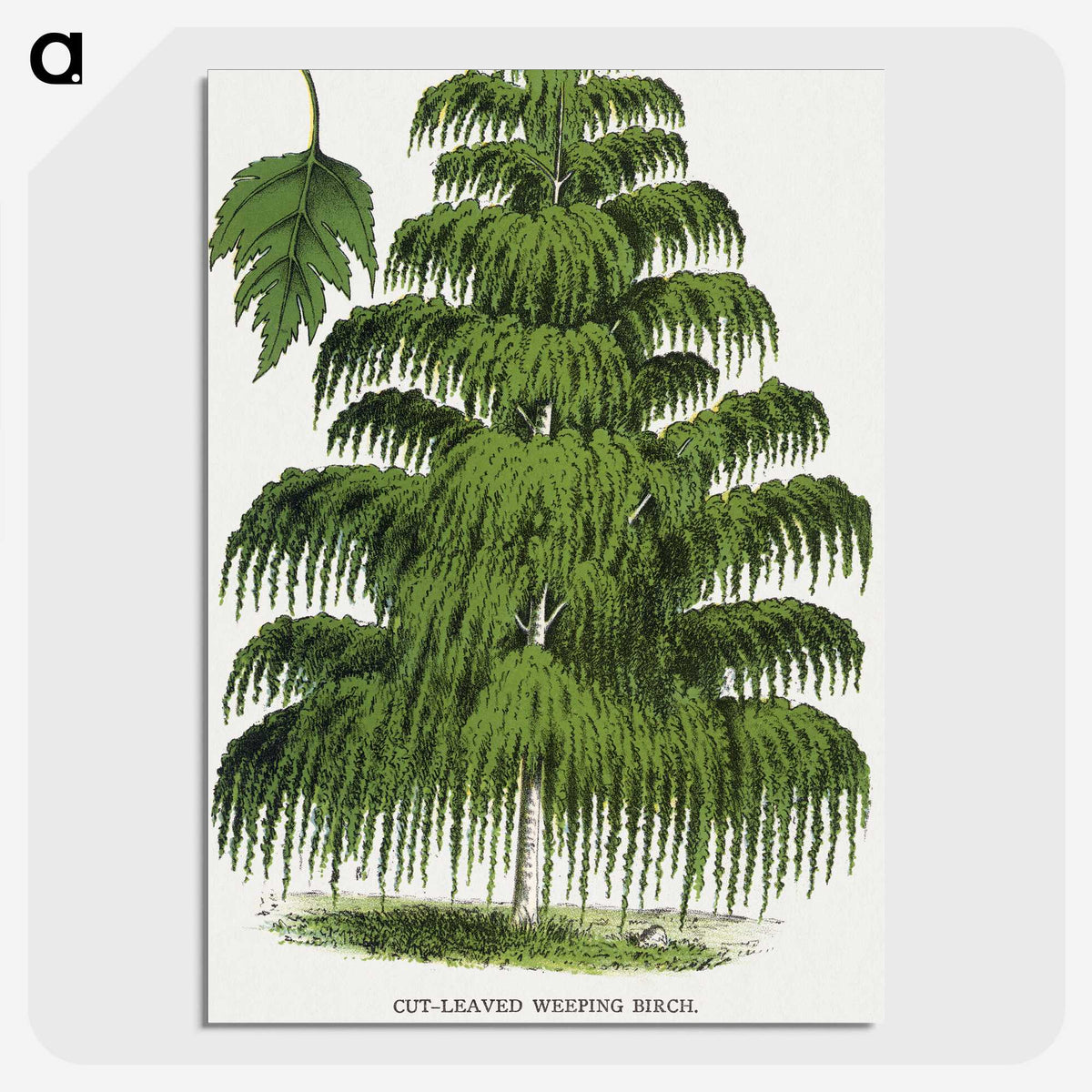 1-45_Botanical-Specimen-Plates_picture-crop