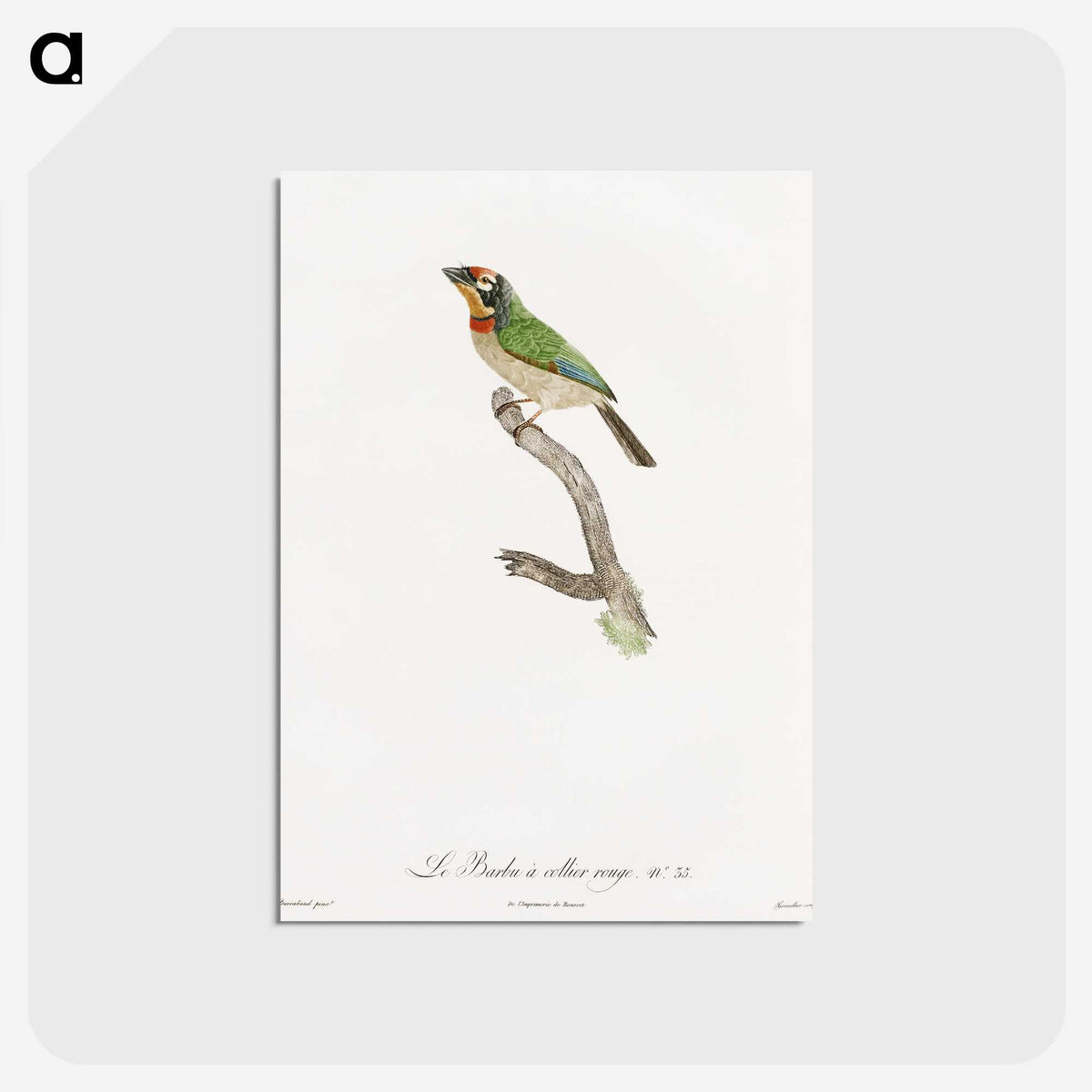 1-45_Des-Oiseaux-de-Paradis_postcard
