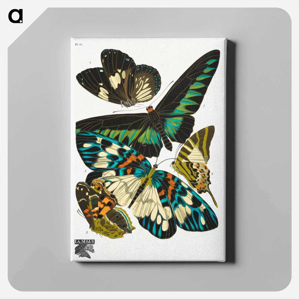 E.A. Séguy's vintage butterflies - E.A.セギー Canvas.