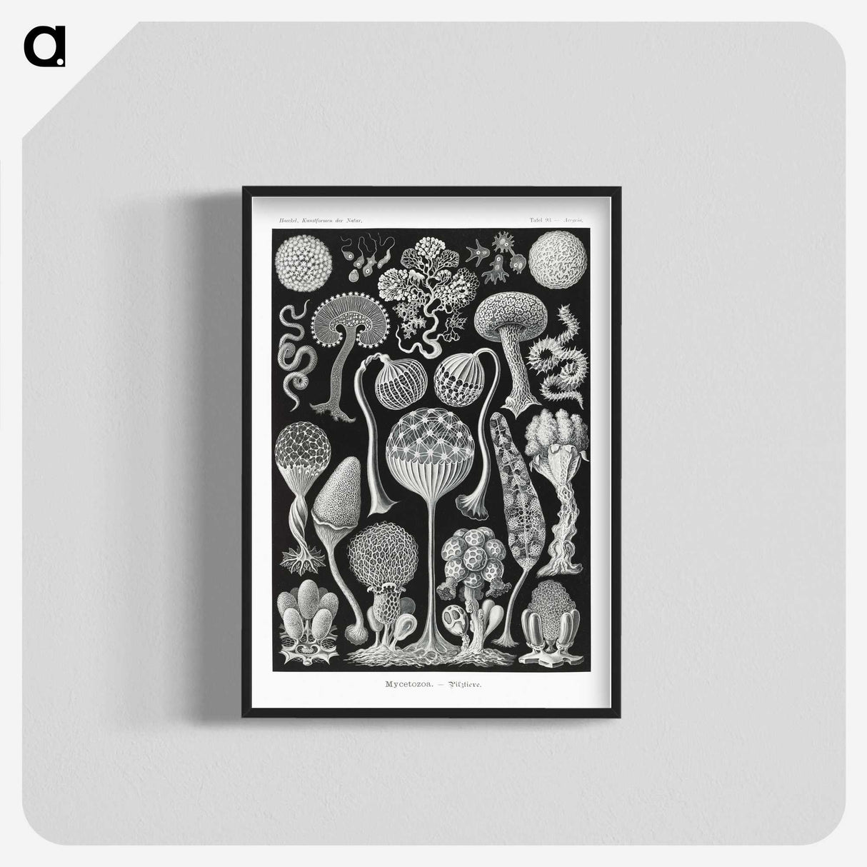 1-45_Ernst-Haeckel_blk-crop