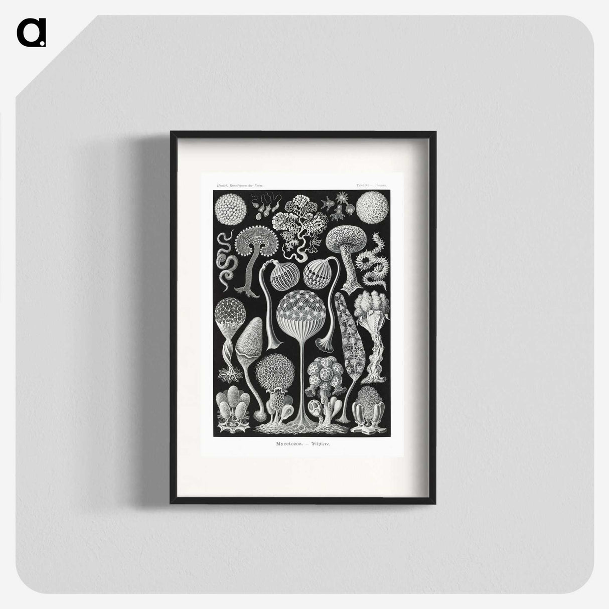 1-45_Ernst-Haeckel_blk