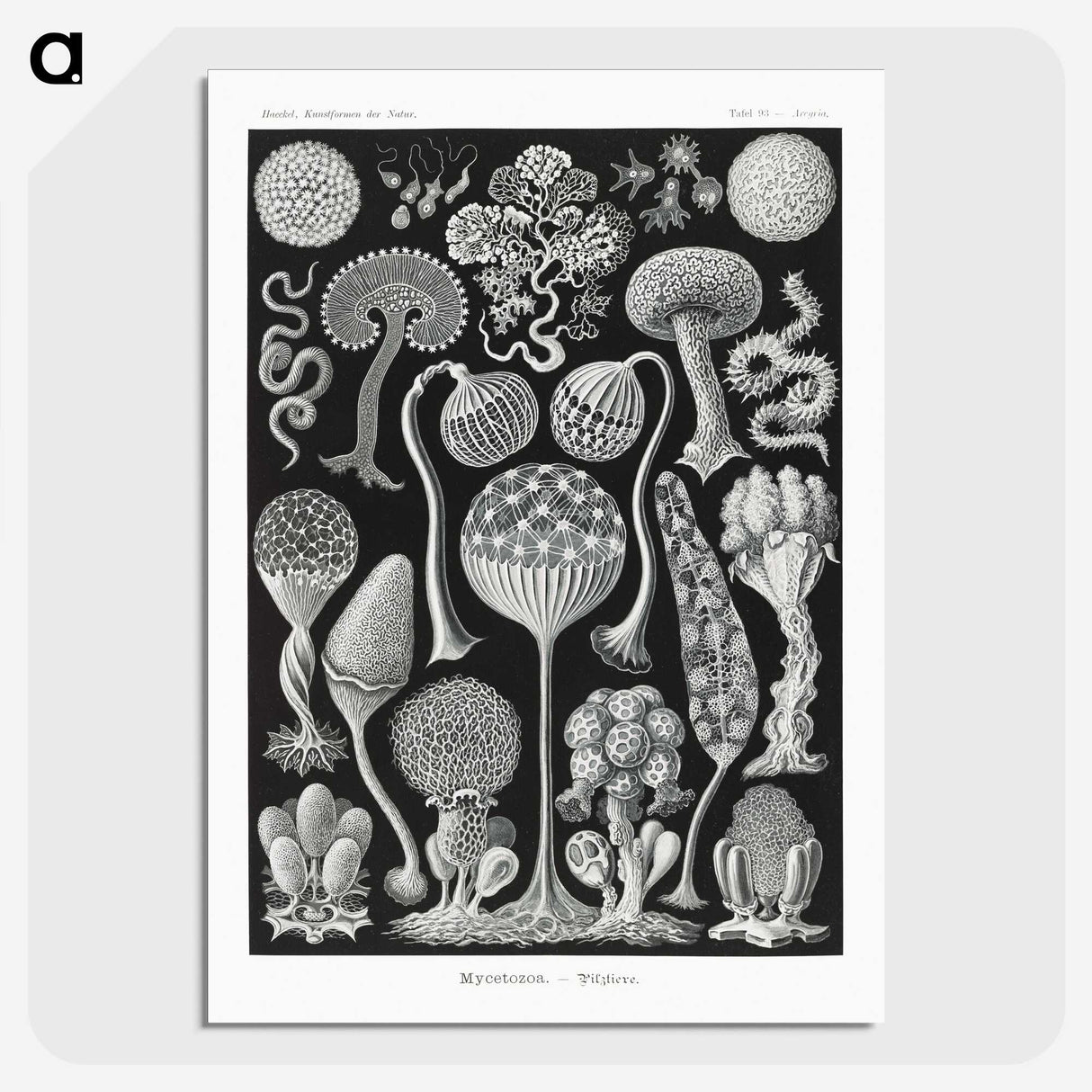 1-45_Ernst-Haeckel_picture-crop