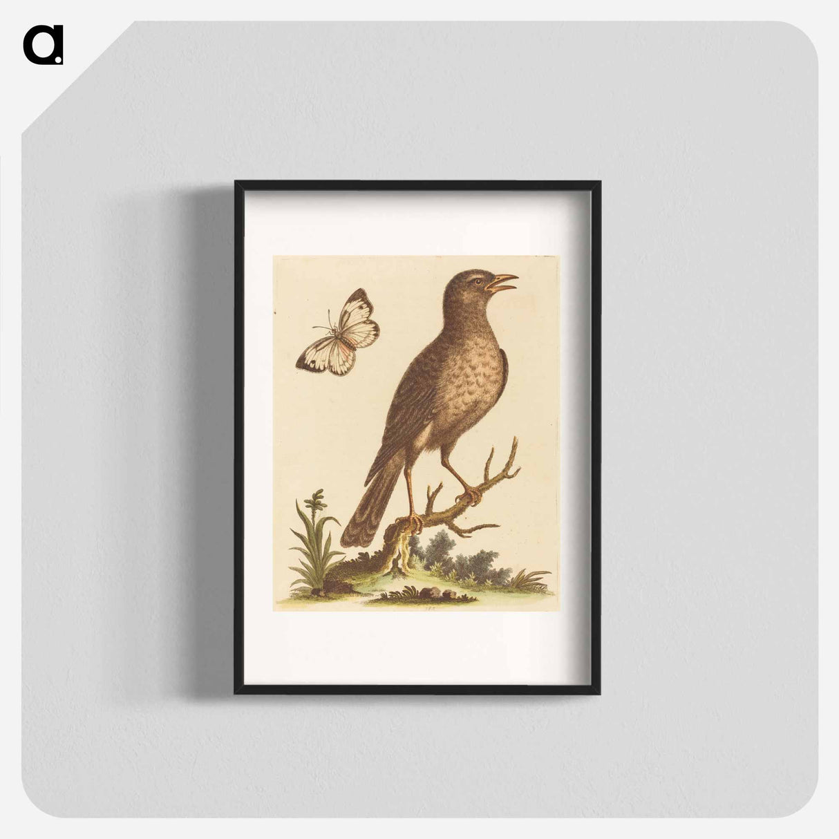 アートポスター-Brown Bird with a Butterfly
- ジョージ エドワーズ Poster.