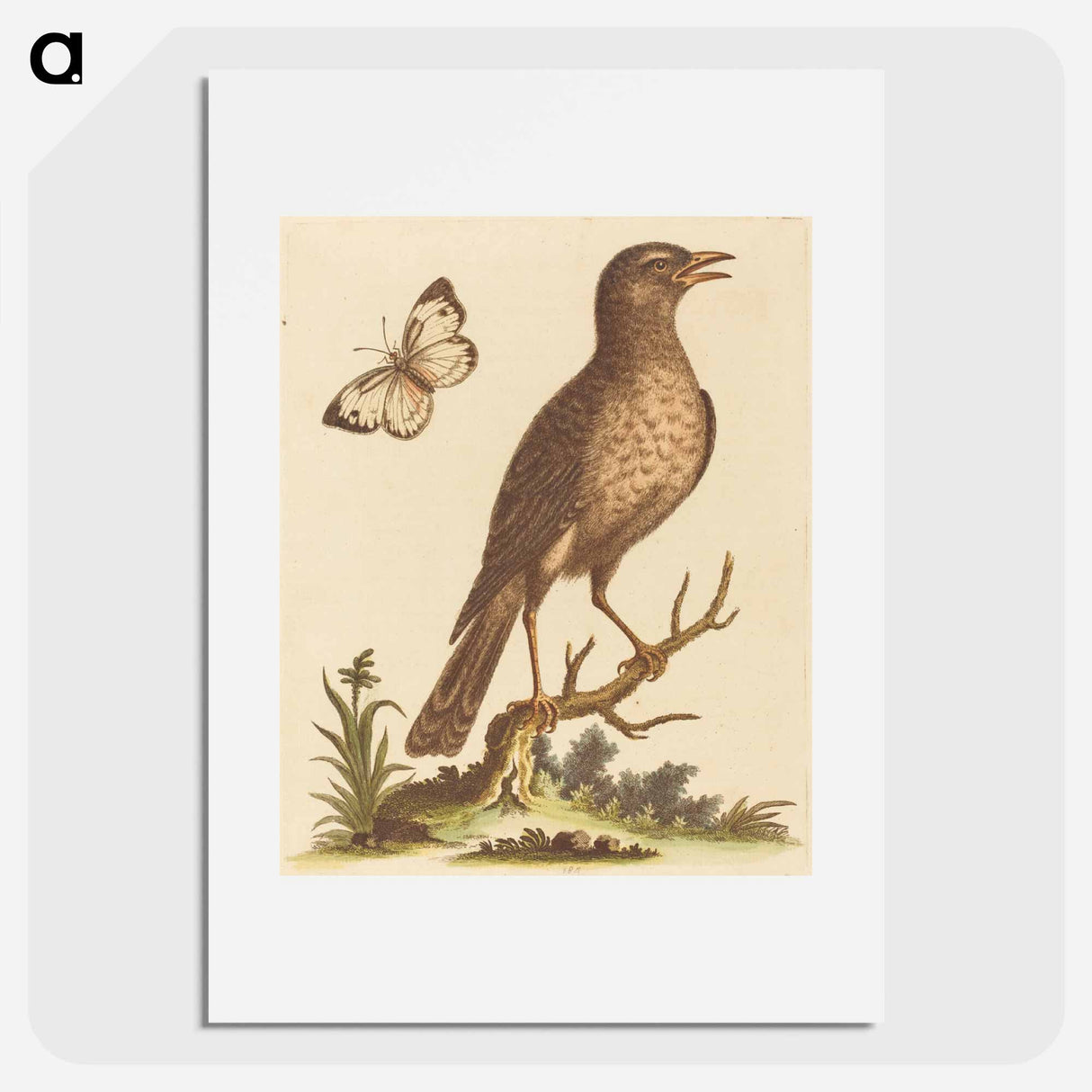 アートポスター-Brown Bird with a Butterfly
- ジョージ エドワーズ Poster.