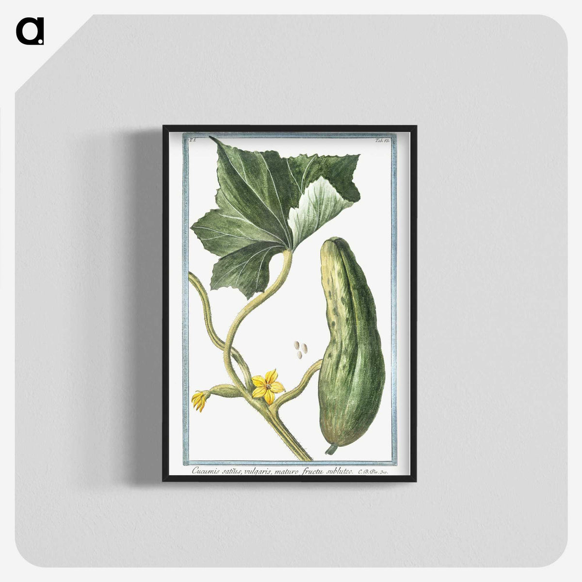 1-45_Hortus-Romanus-Botanical-Plates_blk-crop