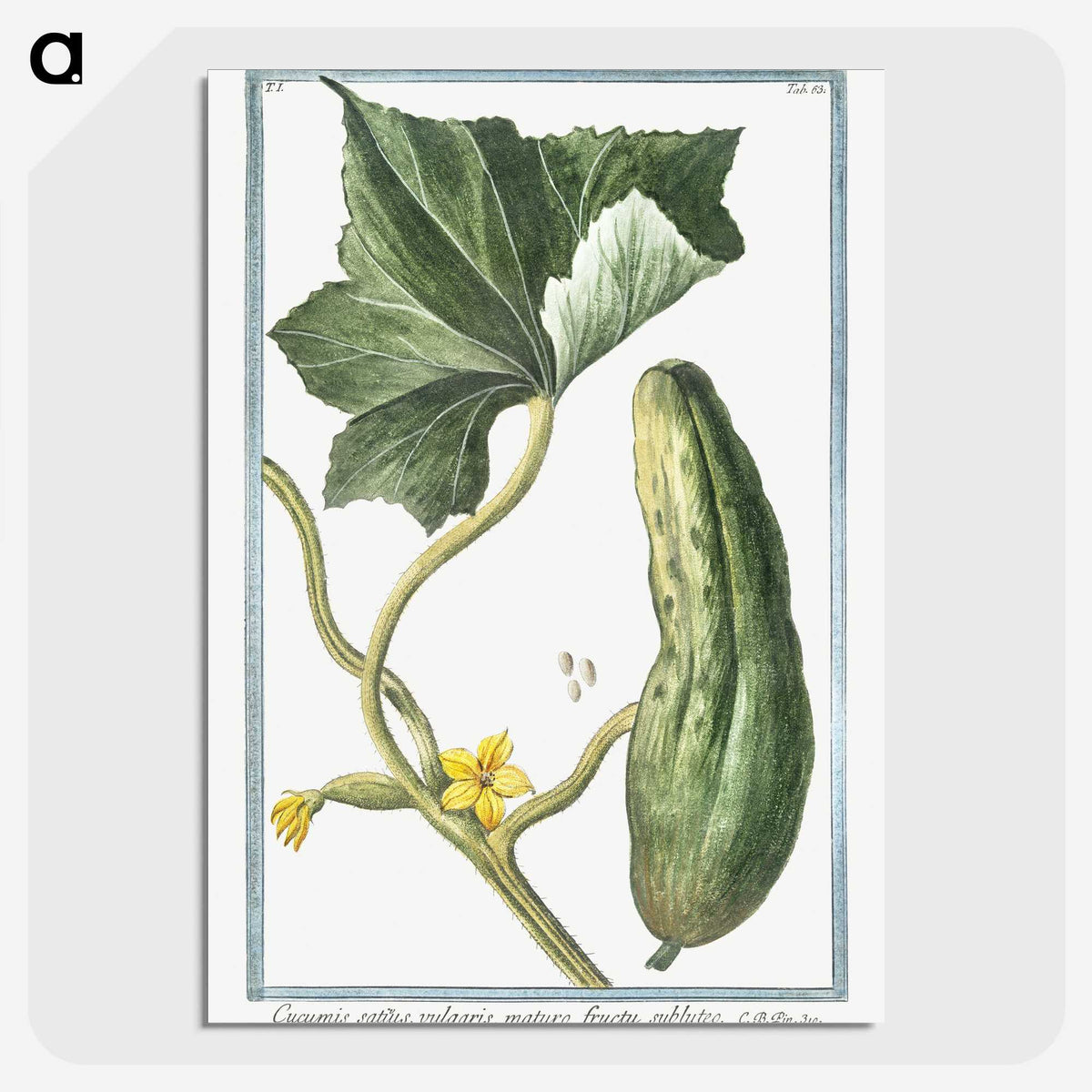 1-45_Hortus-Romanus-Botanical-Plates_picture-crop