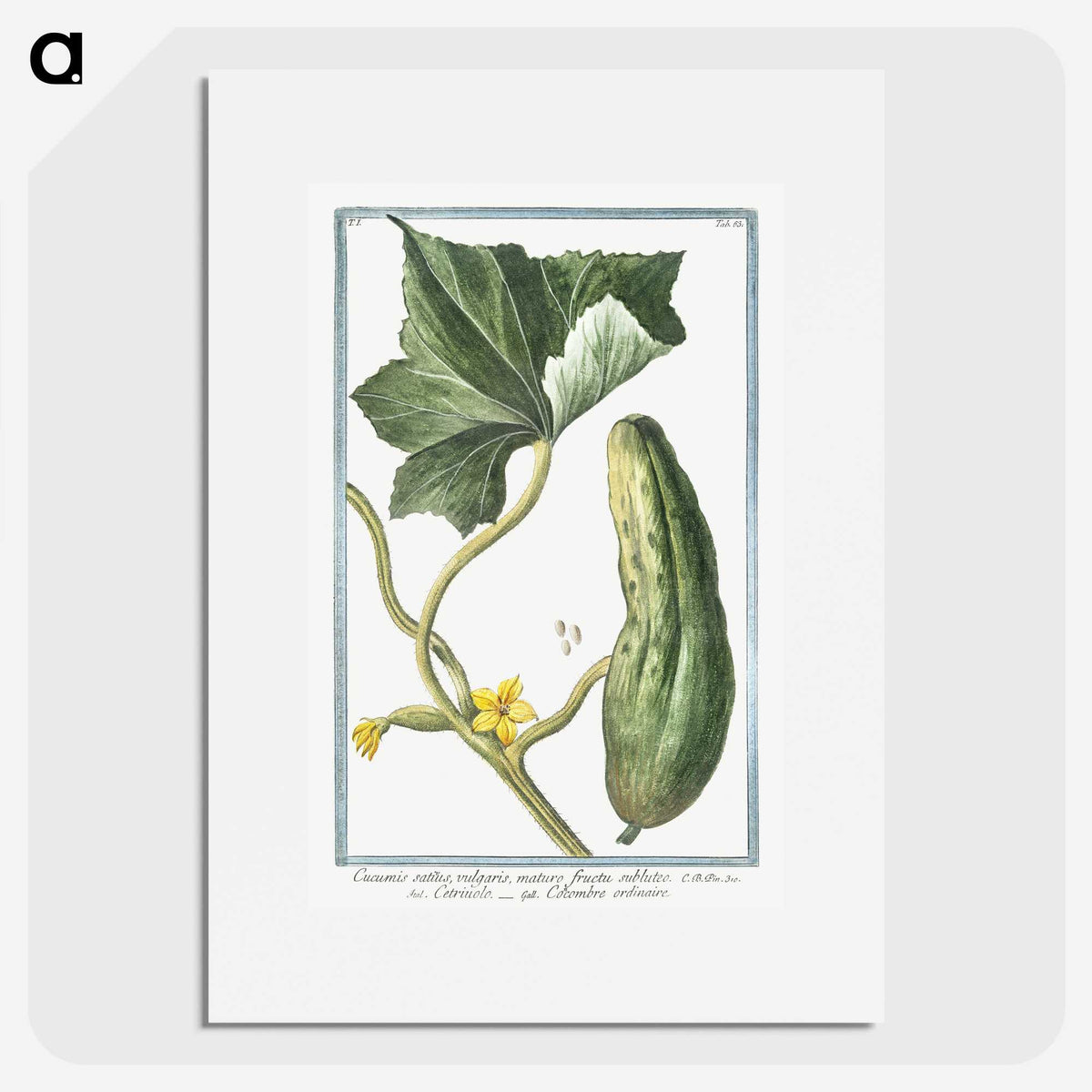 1-45_Hortus-Romanus-Botanical-Plates_picture