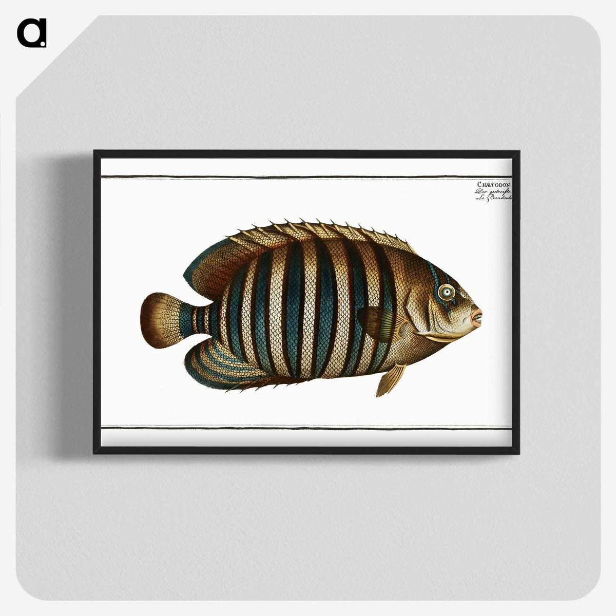 1-45_Ichtyologie-ou-Histoire-naturelle_blk-crop