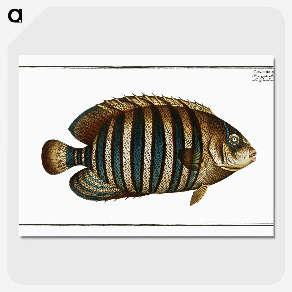 1-45_Ichtyologie-ou-Histoire-naturelle_picture-crop