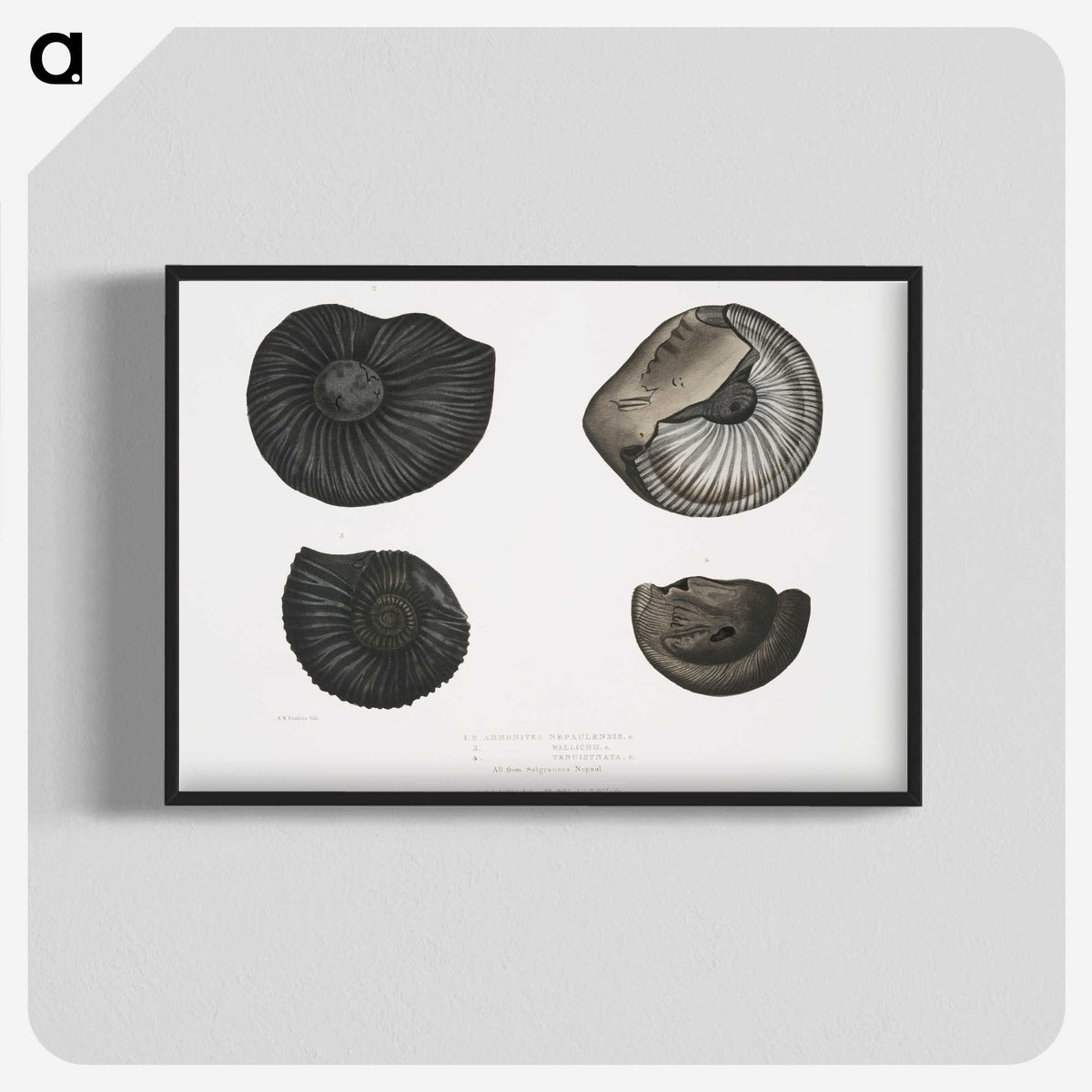 1-45_Indian-Zoology_blk-crop