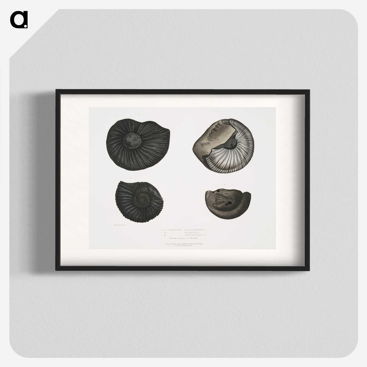 1-45_Indian-Zoology_blk