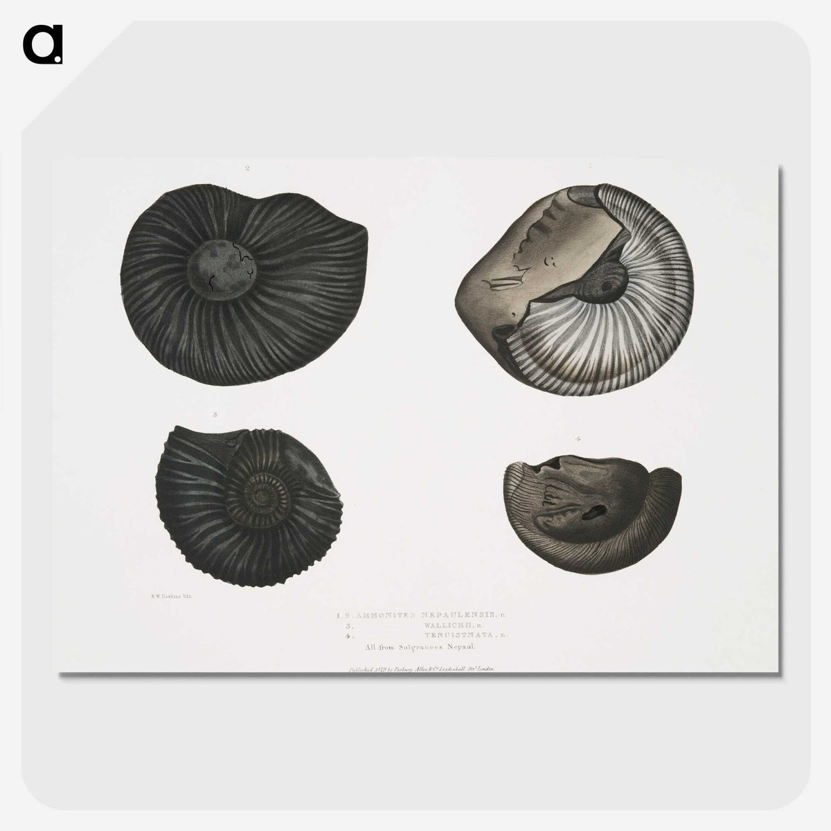 1-45_Indian-Zoology_picture-crop