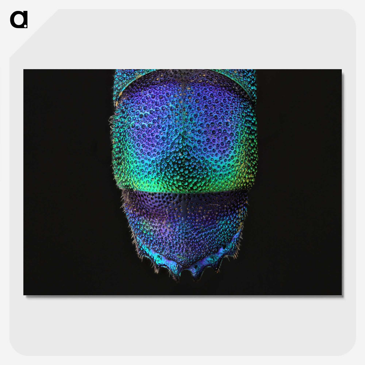 1-45_Insects-Unlocked-Project_picture-crop