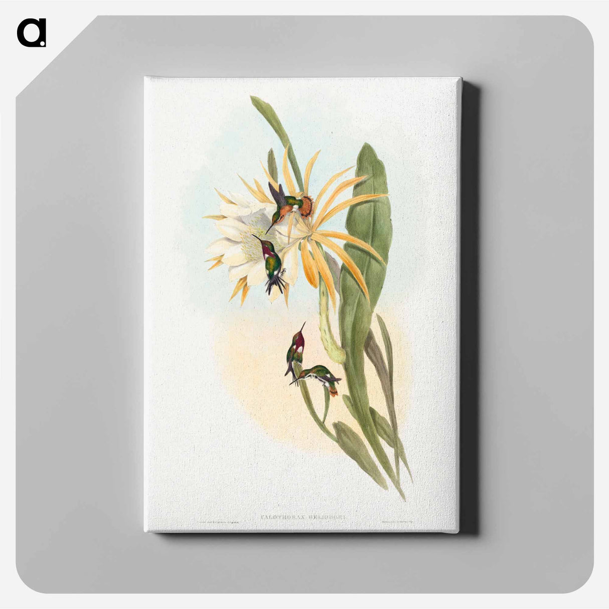 アートパネル-Calothorax heliodori
- ジョン グールド Canvas.