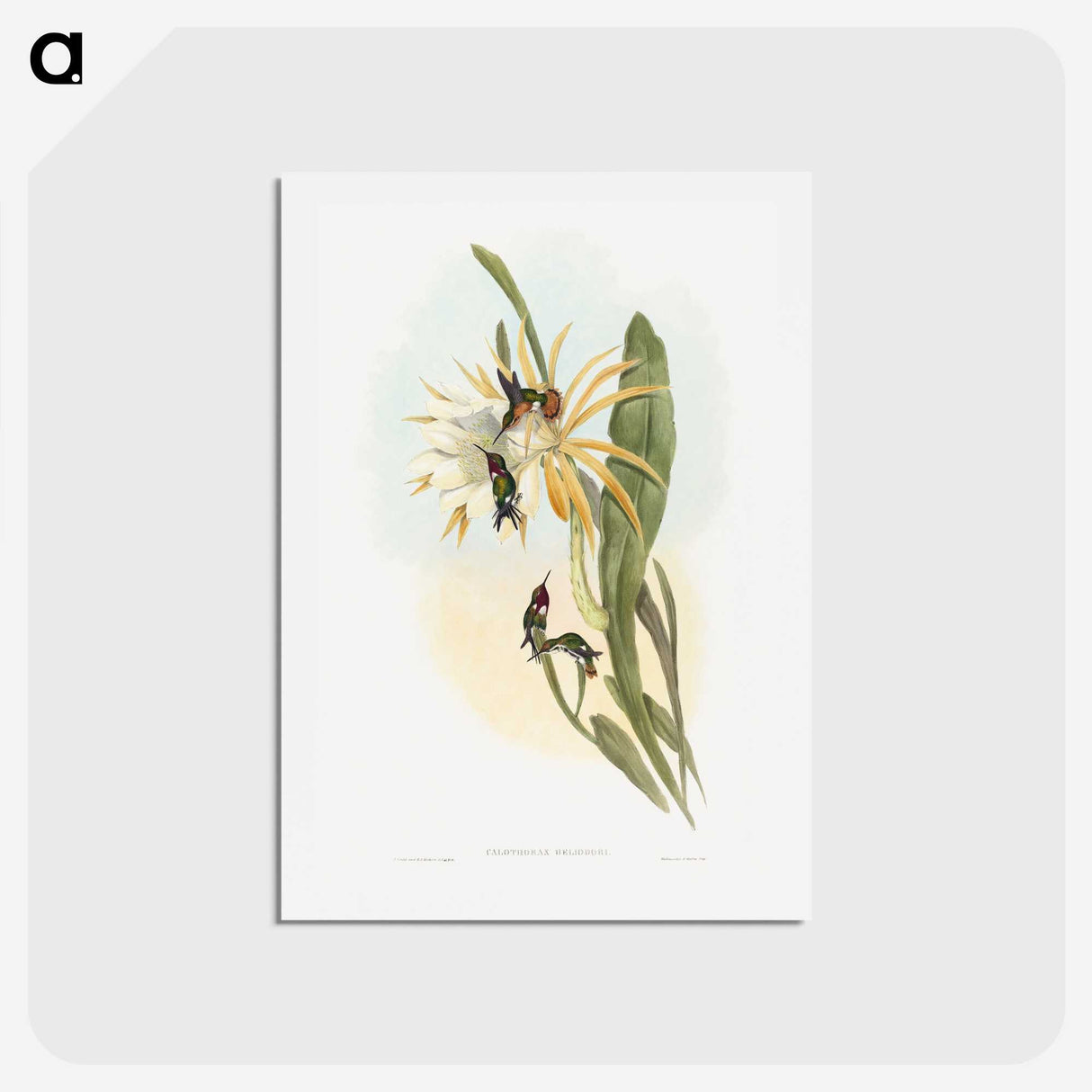 1-45_John-Gould_hagaki
