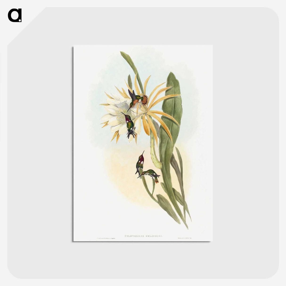 1-45_John-Gould_postcard