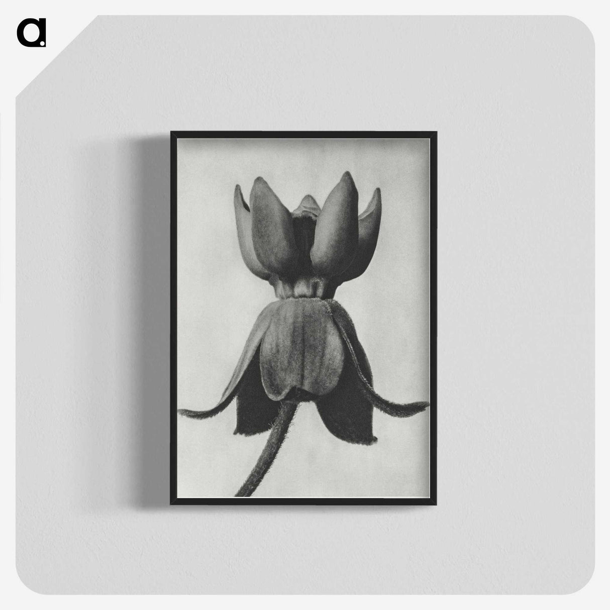 1-45_Karl-Blossfeldt_blk-crop