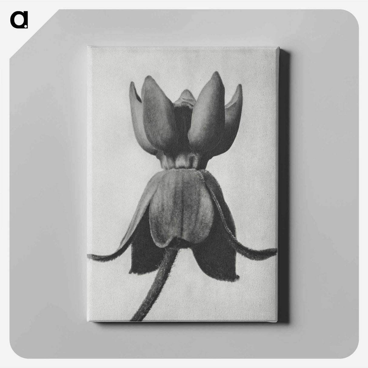 アートパネル-Asclepias syriaca - カール ブロスフェルト Canvas.