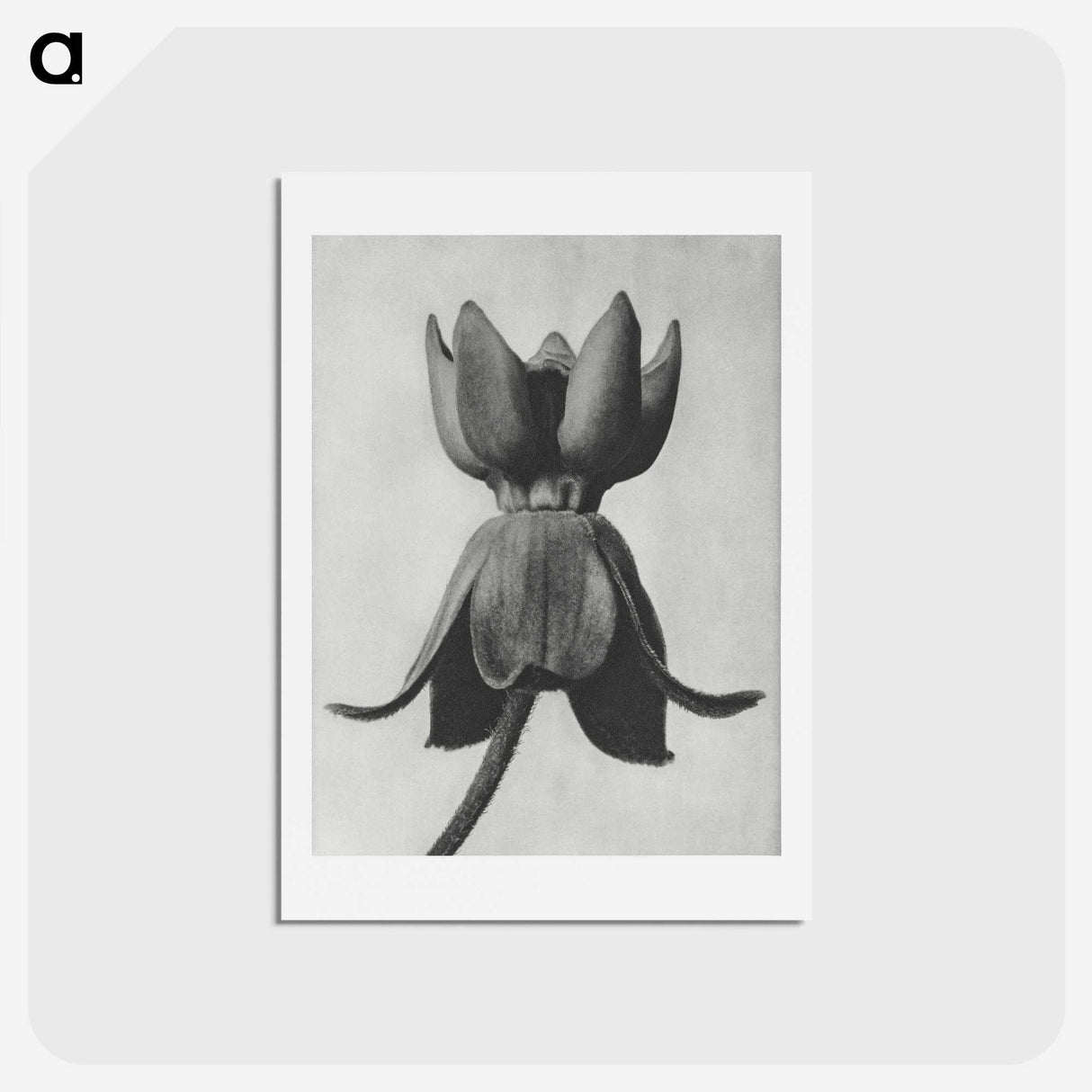1-45_Karl-Blossfeldt_hagaki