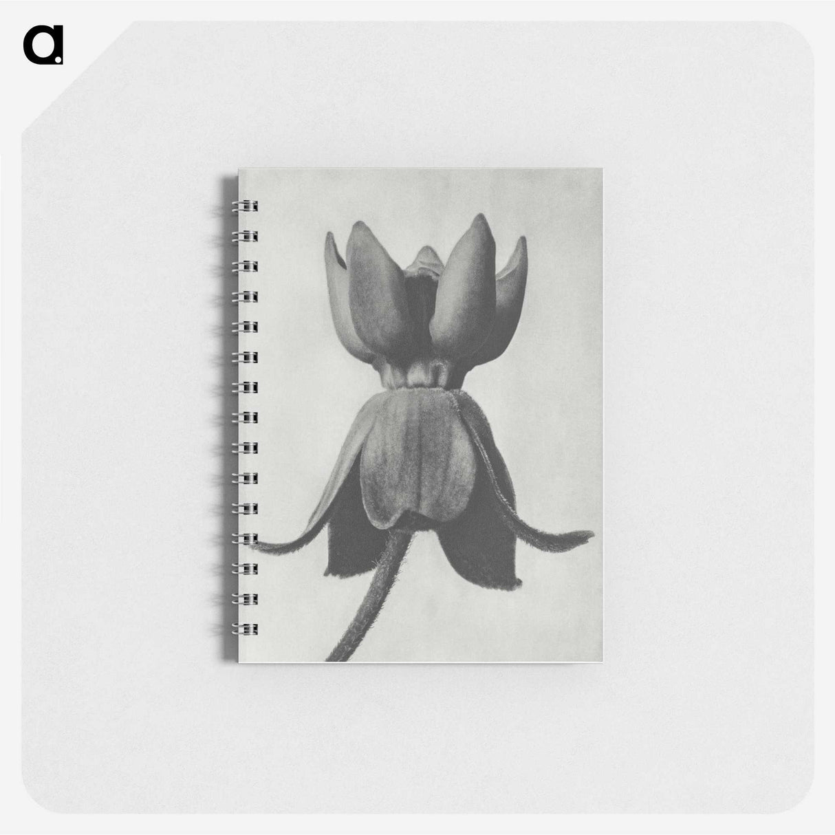 1-45_Karl-Blossfeldt_memo