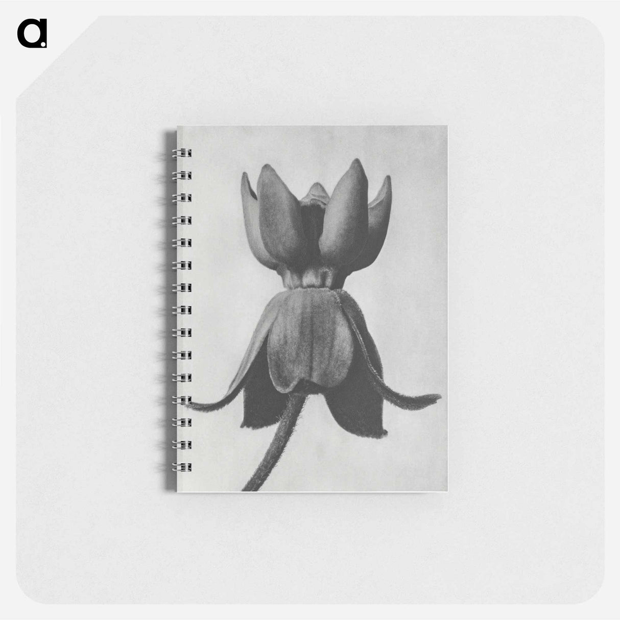 Asclepias syriaca - カール ブロスフェルト Memo.