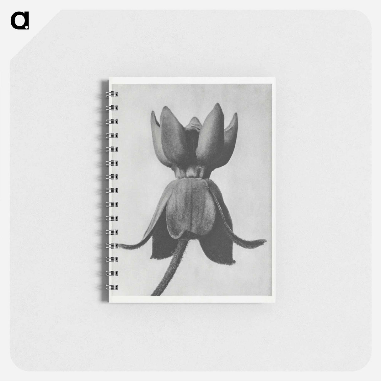 Asclepias syriaca - カール ブロスフェルト Memo.