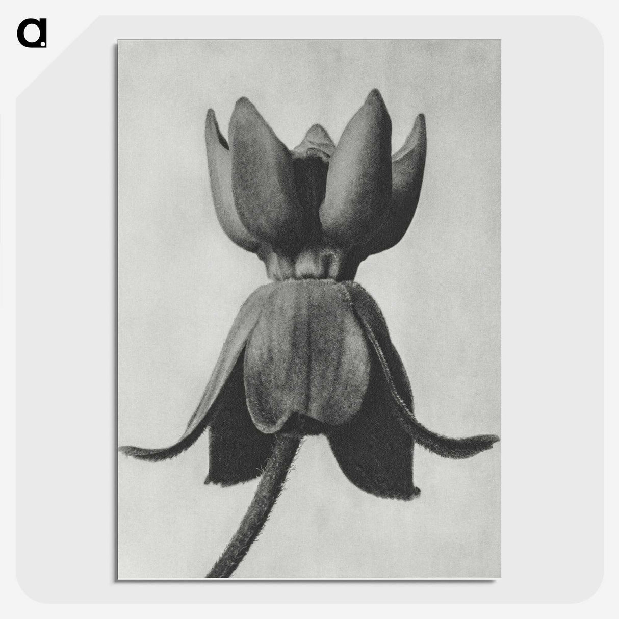 1-45_Karl-Blossfeldt_picture-crop