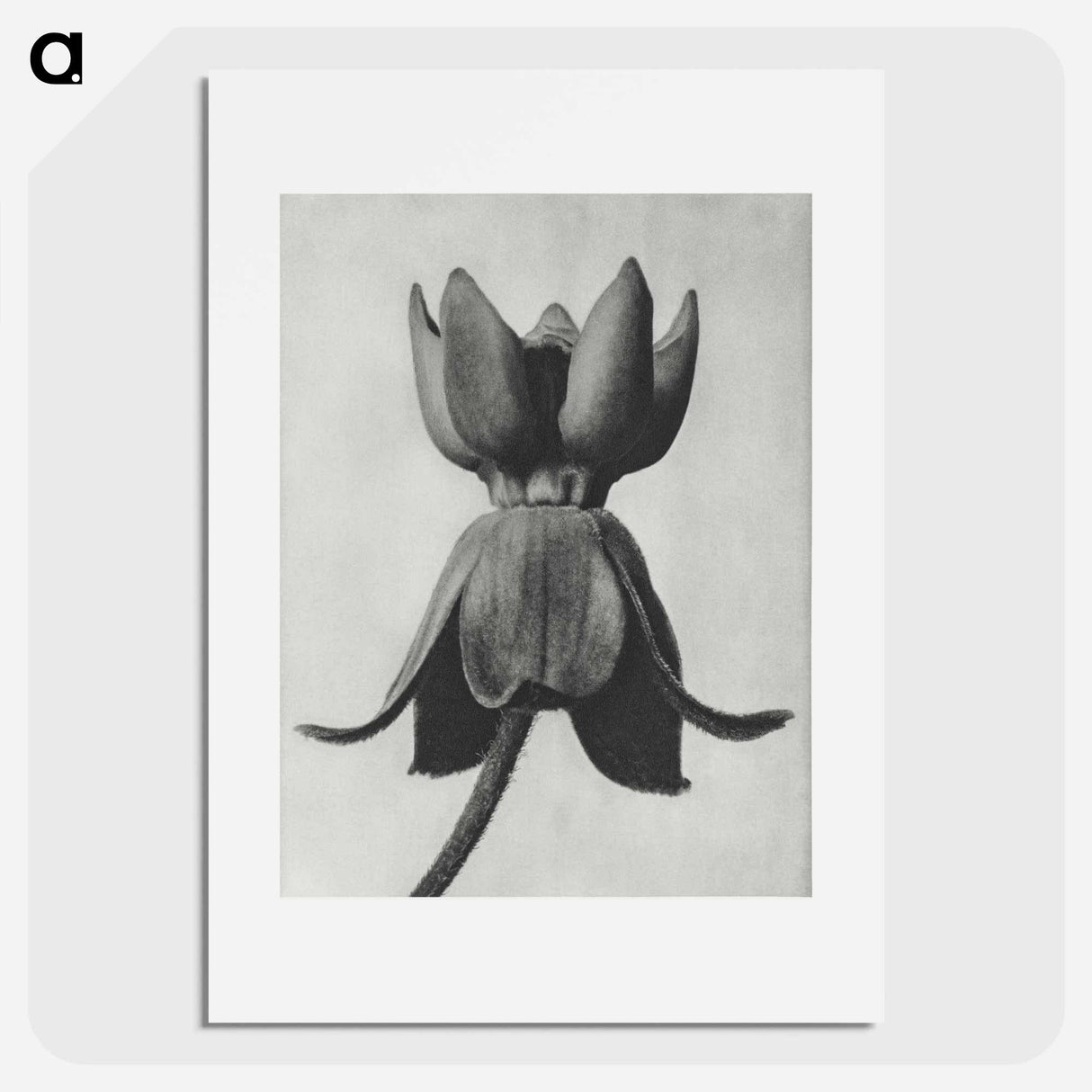 Asclepias syriaca - カール ブロスフェルト Poster.