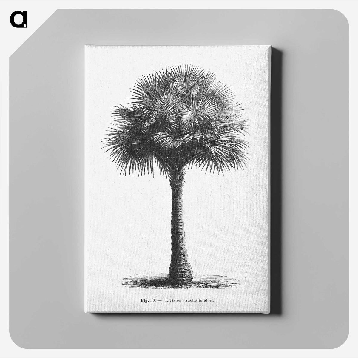 1-45_Les-Palmiers-Histoire-Iconographique_canvas