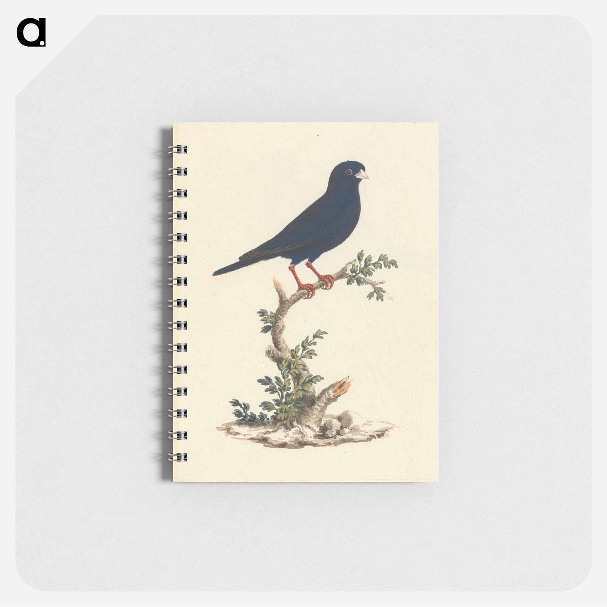 Village Indigobird
- ルイージ バルガーニ Memo.