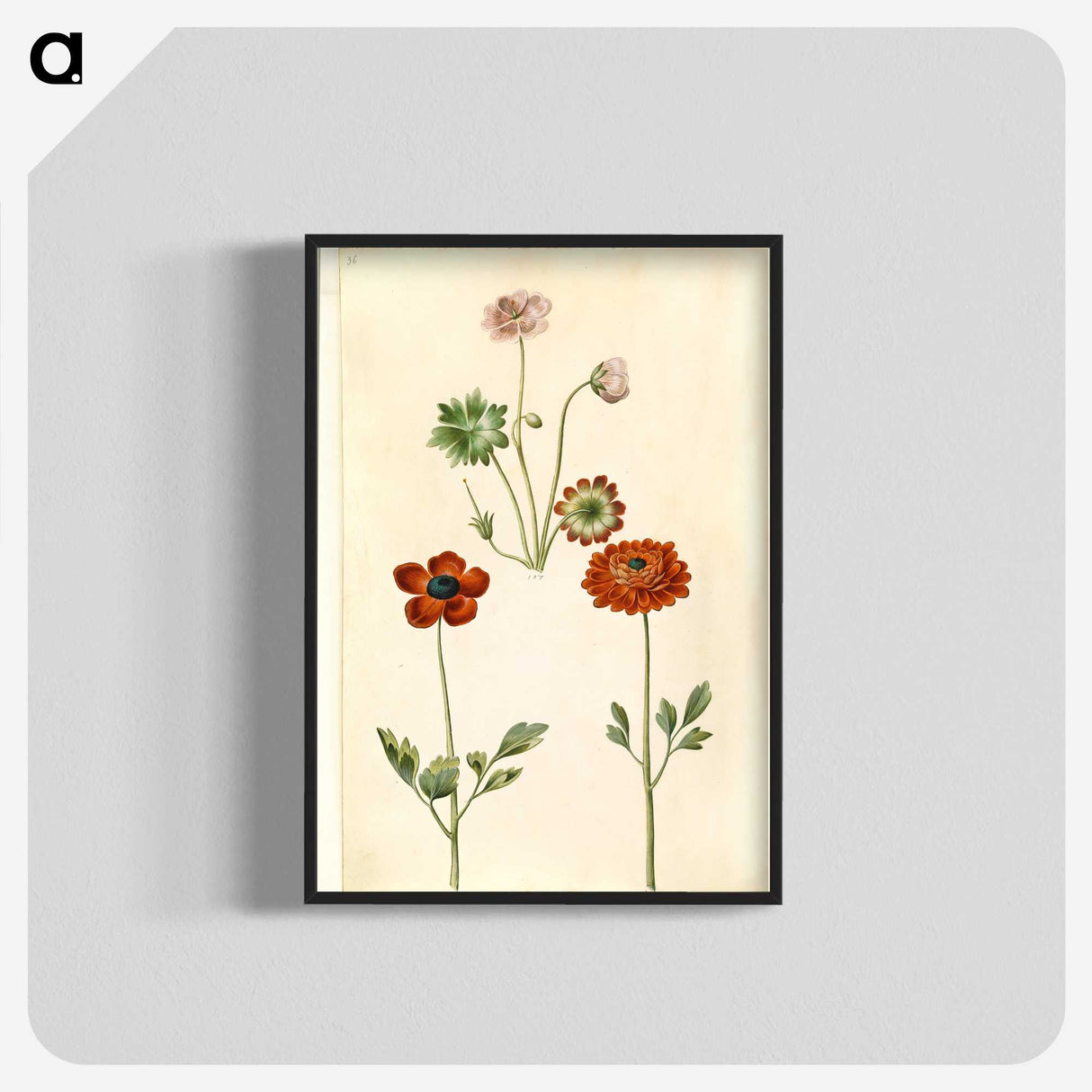 1-45_Maria-Sibylla-Merian_blk-crop